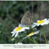 satyrium ledereri daghestan saraor  female 1